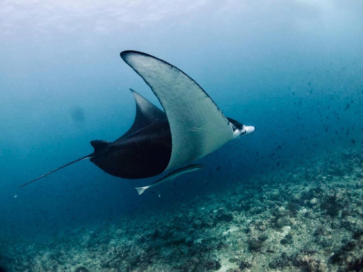 Vilu Thari Inn Maldives Mahibadhoo Eksteriør bilde
